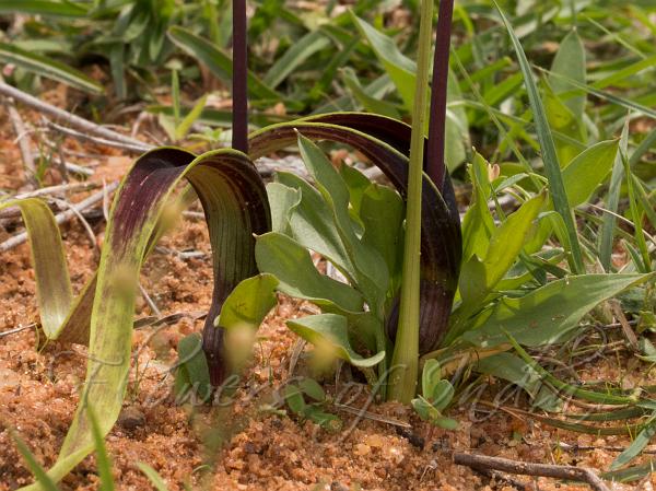 Sivaganga Voodoo Lily